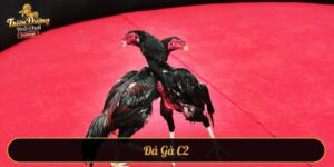 Đá gà C2