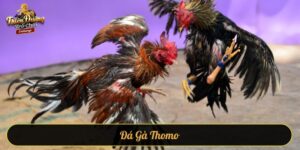 Đá gà Thomo
