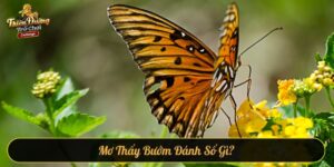 Mơ thấy bướm đánh số gì